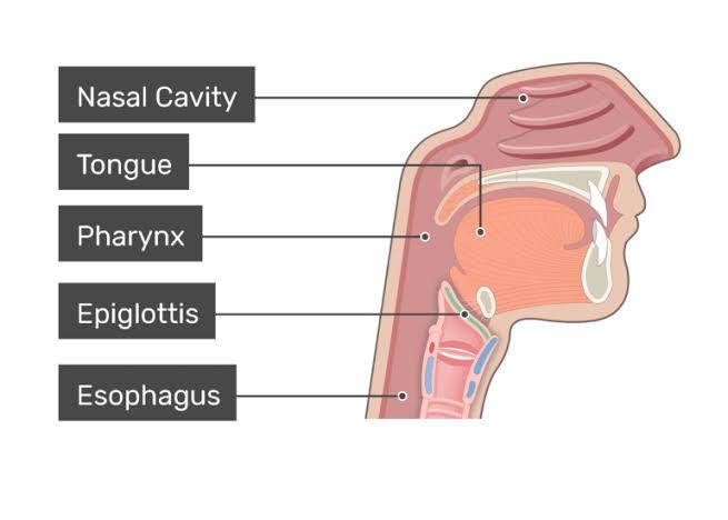 Glottis and Epiglottis
