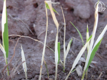 Sintoma do herbicida clomazone em arroz