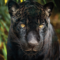 Black Jaguar