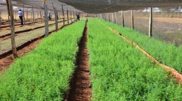  Tree nursery at ELDOWAS Sewerage Treatment Plant in Kipkenyo          Established forest at ELDOWAS Sewerage Treatment Plant in Kipkenyo 