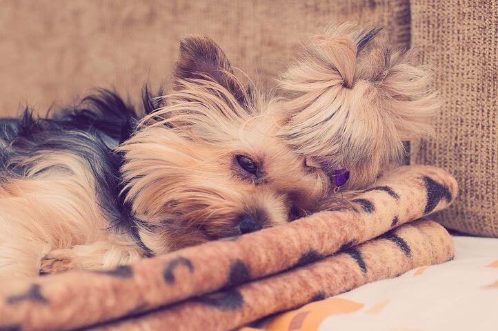 How Long Do Yorkies Sleep?