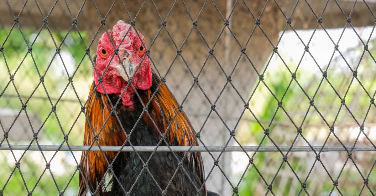 You can look out for your chickens’ health with chicken nets