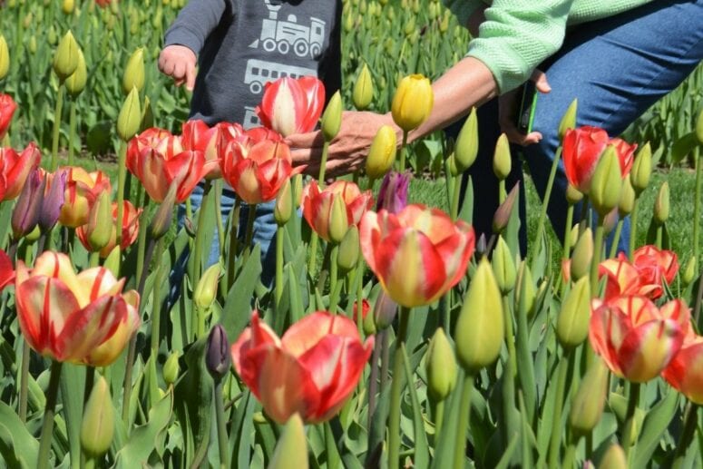 Where To Stay For Holland Tulip Festival