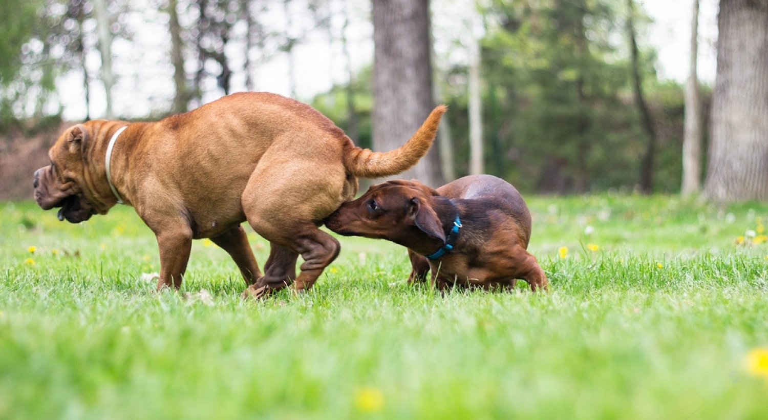 Common Behaviors of A Female Dog in Heat: Guide To Know When Your Dog Is in Heat 3 SLS9JG4Gzkqz a6naLu5okKCkPLLlECV4qkleBhwzt6mh8iz8dy6m5TauA3NknHWmLAYPCVoCEQYTvQr1KWdYM5zN1hQd5fW9Yzv63Pqu0Eubk7D A1nJd
