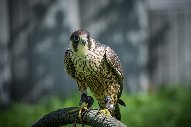 Peregrine Falcon bird name in hindi