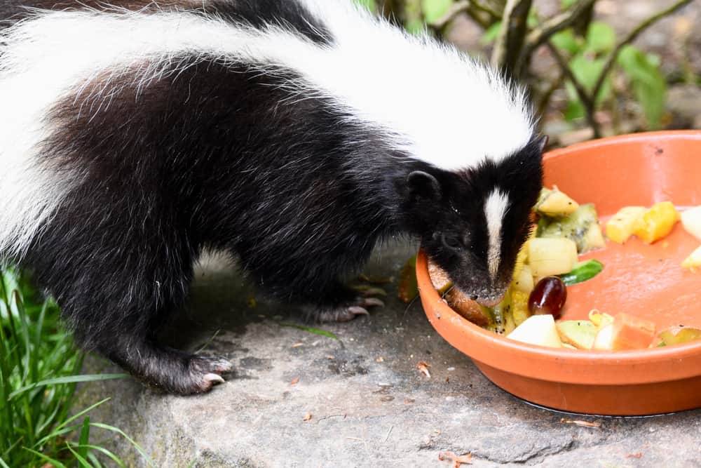 Skunks 