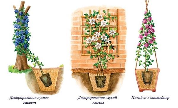 Декорирование клематисом