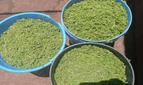 Farmer increases eggs 60% with homemade azolla plant protein