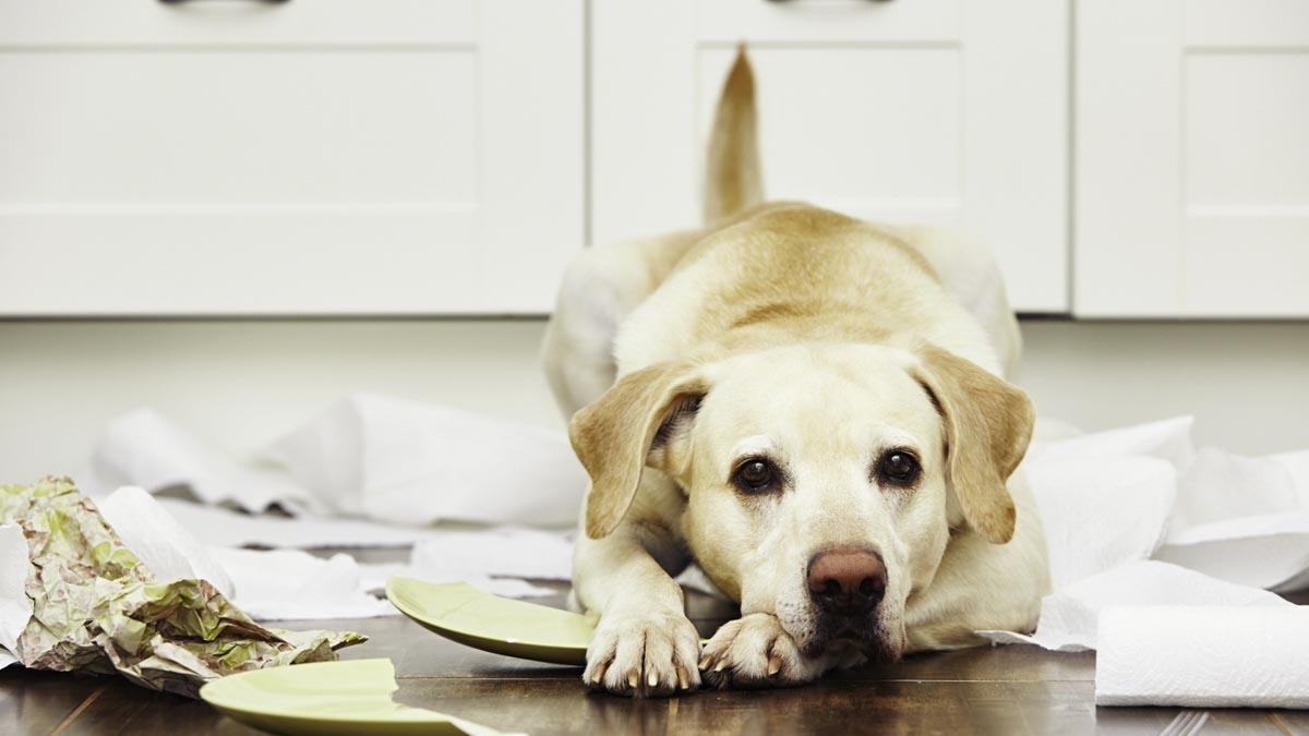 10 Common Dog Behavior Problems & Solutions 