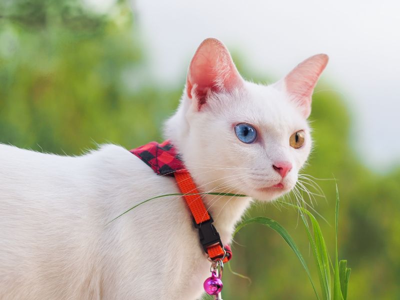 Khao-Manee-Cat-Care-Requirements