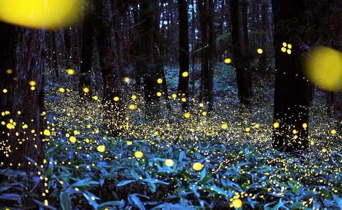 firefly festival in Purushwadi near Mumbai