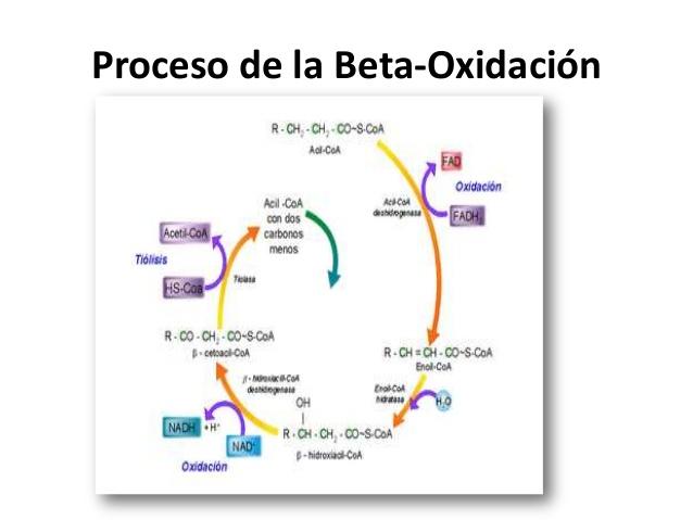 http://image.slidesharecdn.com/betaoxidacindecidosgrasos-130112094430-phpapp01/95/beta-oxidacin-de-cidos-grasos-5-638.jpg?cb=1357983920