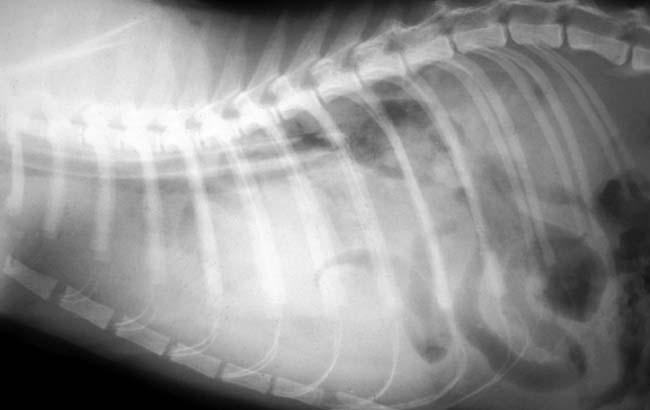 Lateral radiograph from a 9-year-old male neutered cat with a chronic diaphragmatic hernia