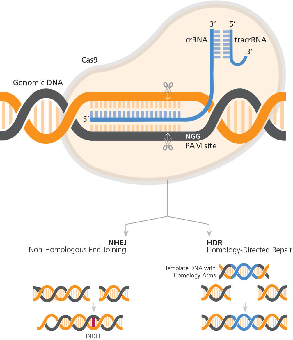 Genome Editing of Human Primary T Cells