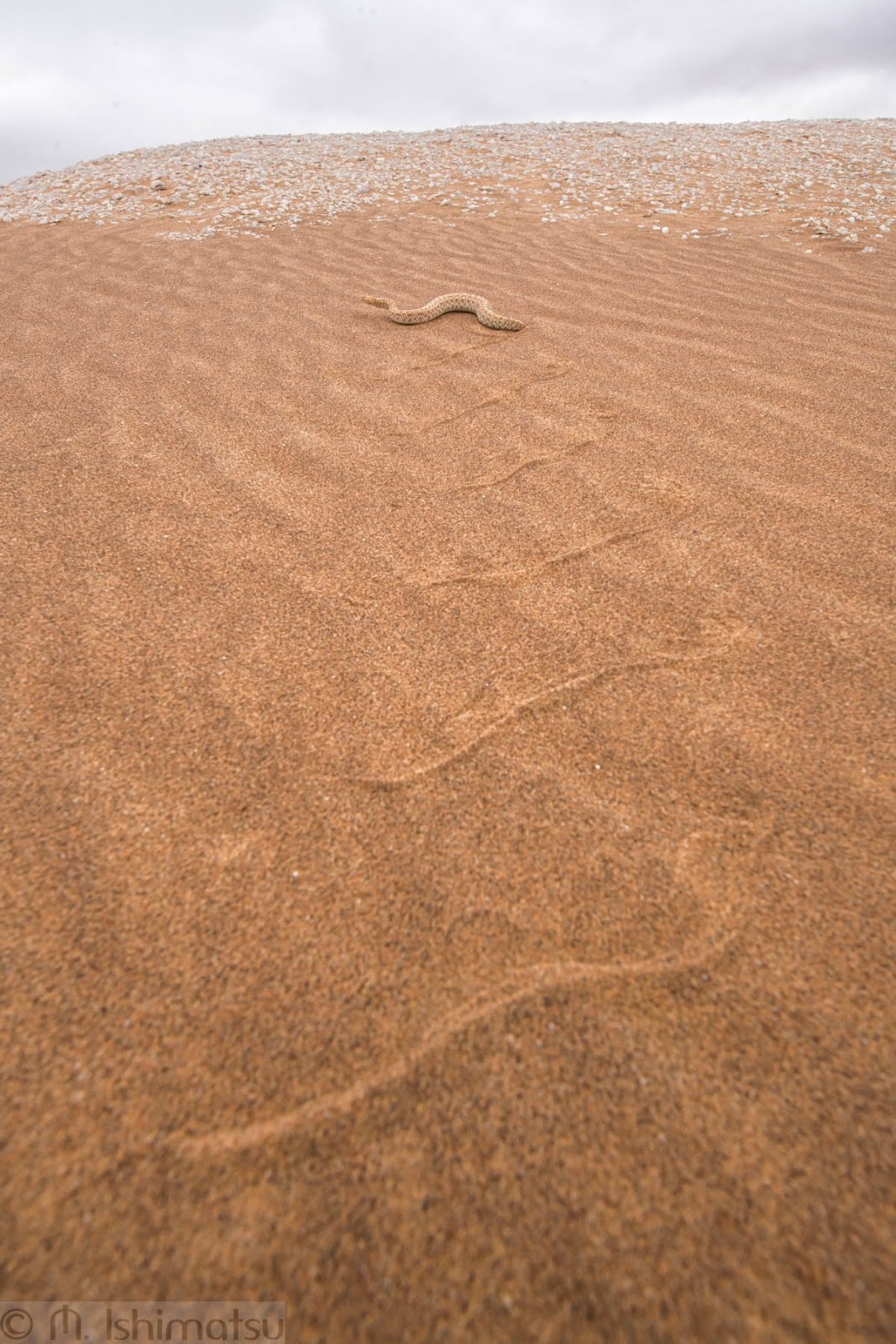 Peringuey`s desert adder tracks