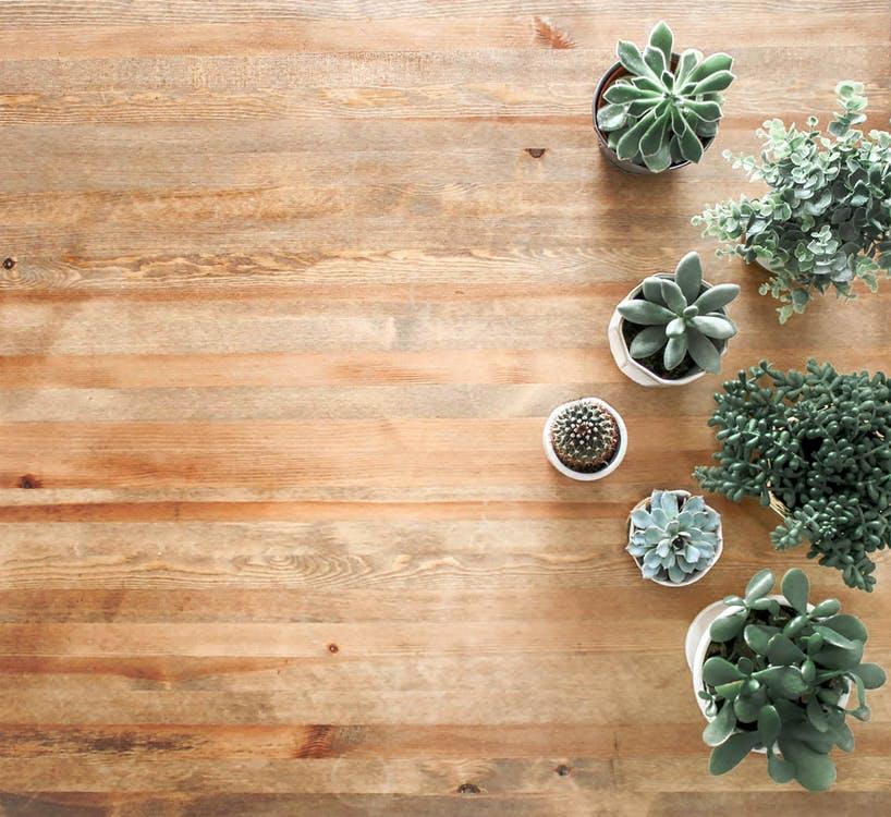 Above Ground Photo of Succulent Plants on Brown Wooden Board