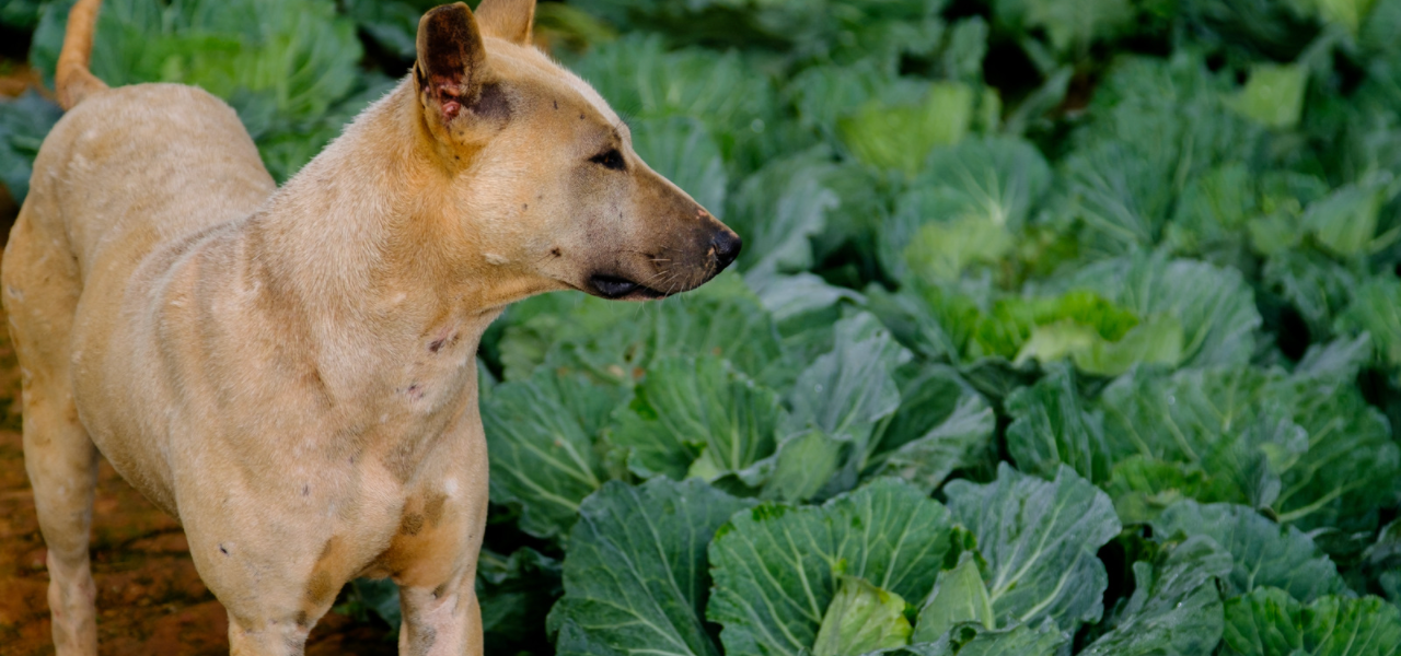 Can Dogs Eat Cabbage? Pet Care Advisors