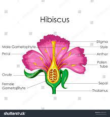 The Best Hibiscus Flower Parts Information And Pics | Parts of a flower, Hibiscus  flower drawing, Hibiscus flowers