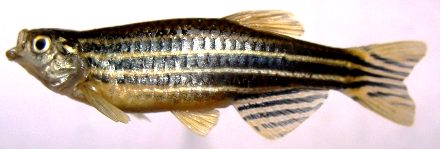 D:\My Pictures\Doon Valley Fishes Photos\Fishes Photographs\Esomus danricus\DSC01438.JPG