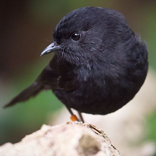 Image result for Black Robin