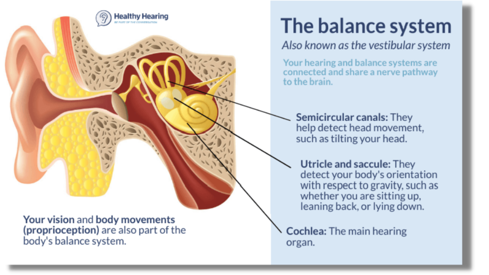 senior-friendly exercises- visual image of the ear 
