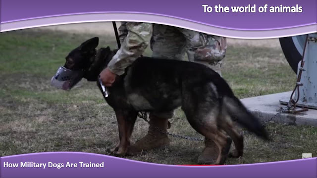 How Military Dogs Are Trained