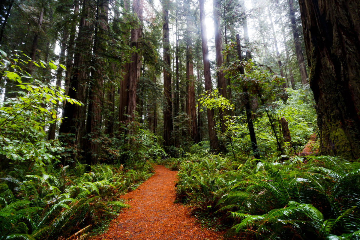 A walking trail within the Redwood Forest.