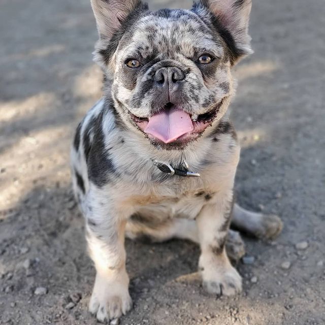 Photo by Slater the Fluffy Frenchie on May 04, 2021. May be an image of dog and outdoors.