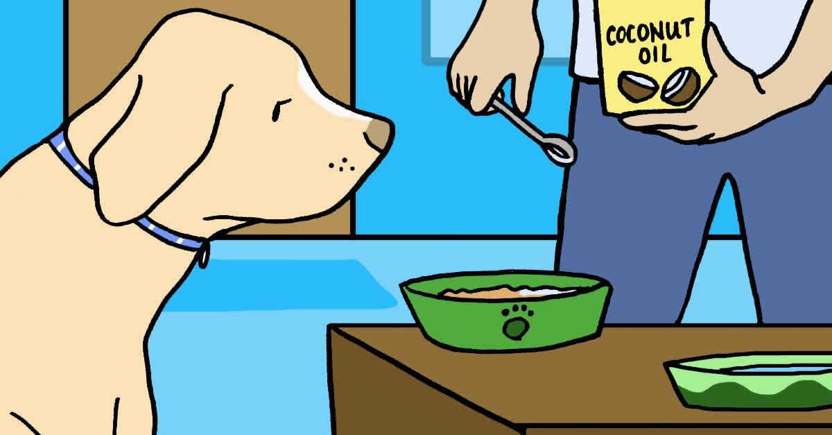 9 Reasons You Should Be Giving Coconut Oil To Your Dog | LittleThings.com