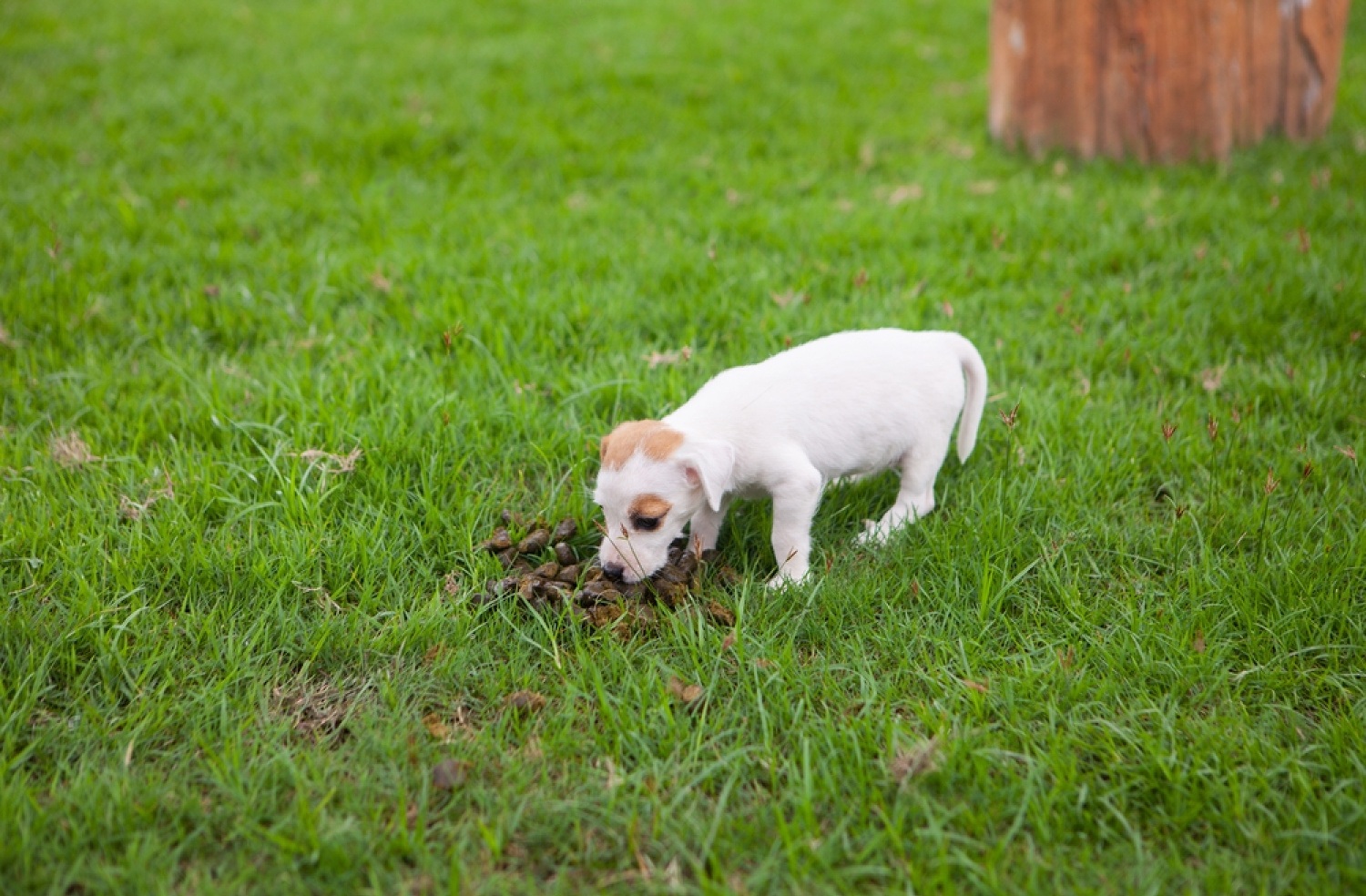 Why Do Dogs Eat Their Own Poop? 3 St79EC Y4vYpRNqX222lpLfdDSebvnZLk23e98YcDYDoX8gemfz0ywZR8oG7UrXaxDAWj6 XpAMlKgFX87dN05roxWx7rmFFeR 3Sa3oMC1cXOluwsl3I4TeK kEWKaSCN7WP7A8qFl22Ob9f5quCM