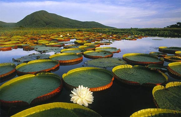 Great Water Lilys float in Pantanal in Brazil.