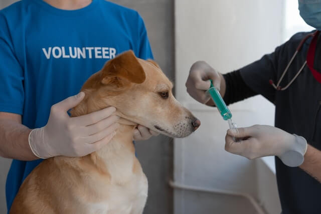 A vet administering a vaccine to a dog