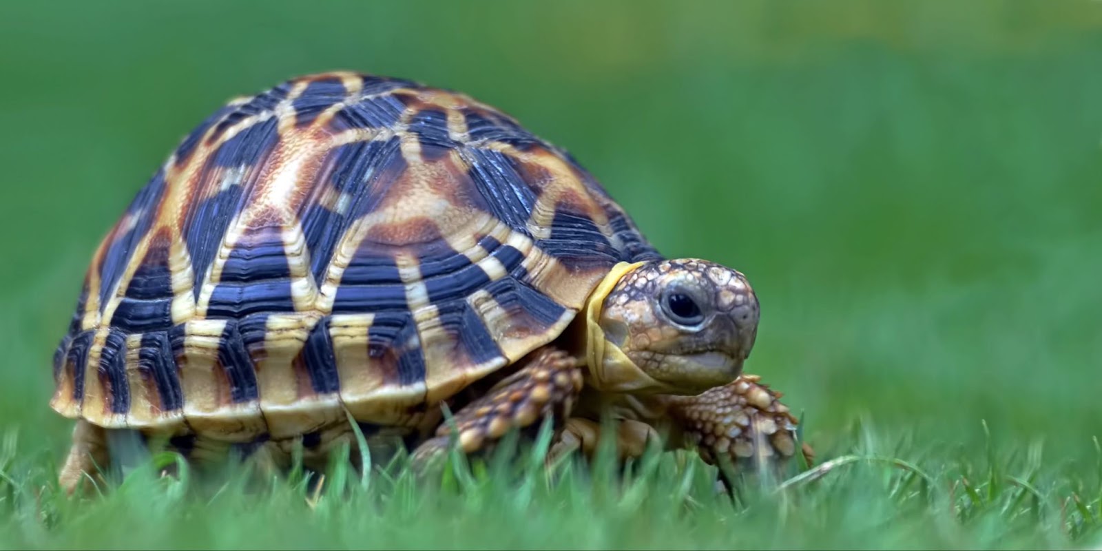 Can Tortoises Eat Grapes