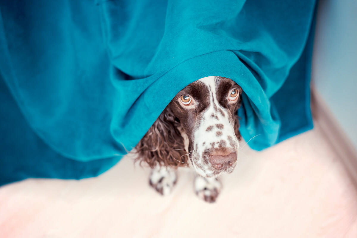 dog under blue blanket