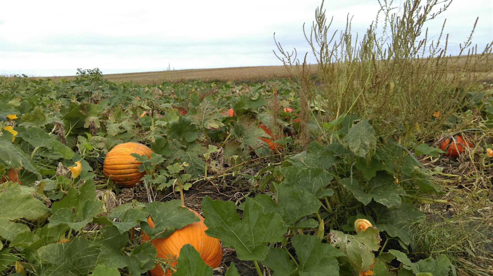 Weed Control in Pumpkins and Winter Squash