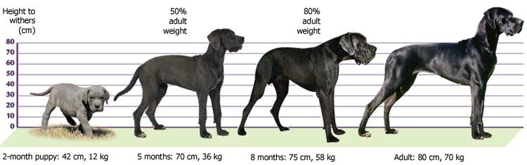 Male great dane at different stages of growth