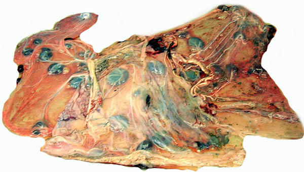 Fetal surface of Nilgiri tahr placenta