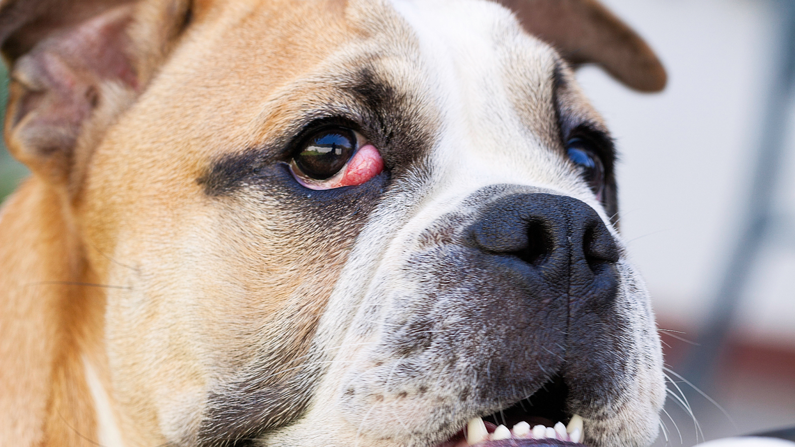 Cherry Eye in dogs is also known as Prolapsed Nictitating Membrane or Third Eye Gland. 