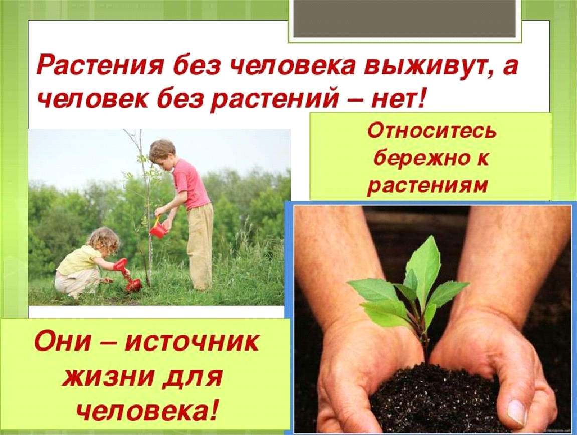 Как земля помогает людям. Берегите растения. Защита растений в природе. Охрана природы растений. Бережное отношение к растениям.