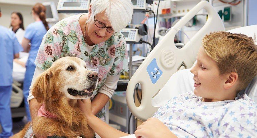 Pet therapy-https://weluvpet.com/1