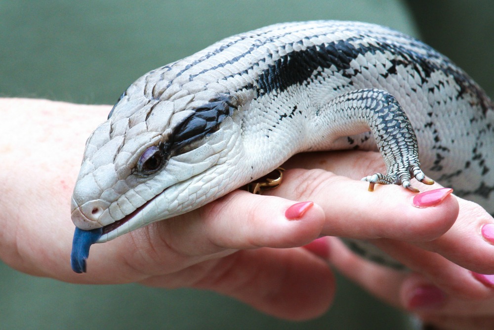 Blue-Tongued Skink
