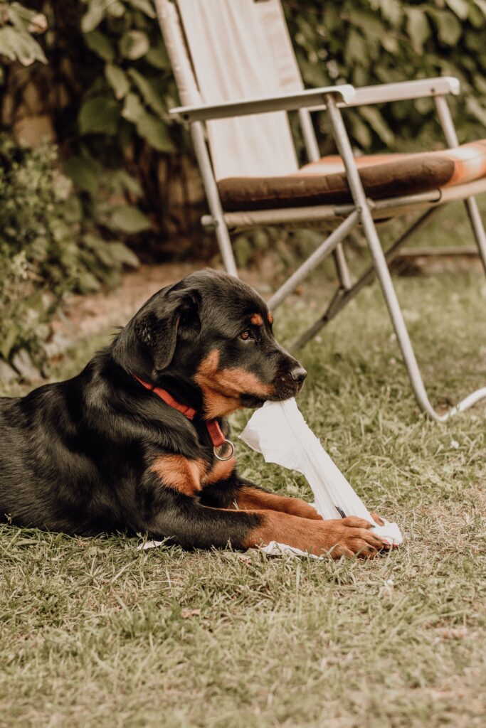 Rottweiler