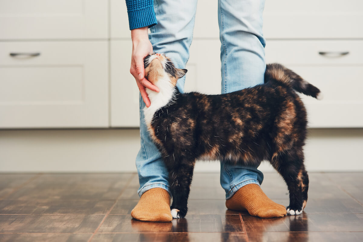 les chats apprécient le calme 