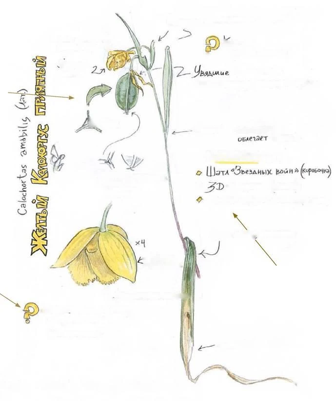 D:\0 wd yedek\acr yedek\1 film indirme\dnevnik_hudozhnika_naturalista_dosyalar\image011.jpg