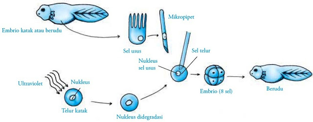 Transplantasi nukleus pada katak