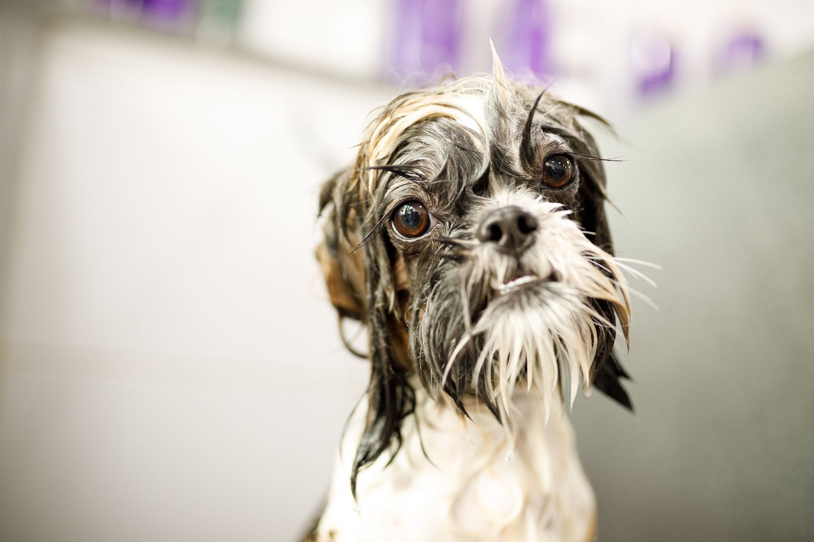 cachorrinho molhado durante o banho olhando a decoração do banho e tosa 