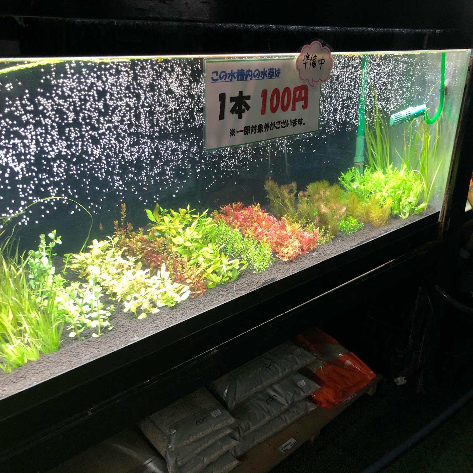 アクアテイク ｅ ブログ 水草販売水槽改善計画その2