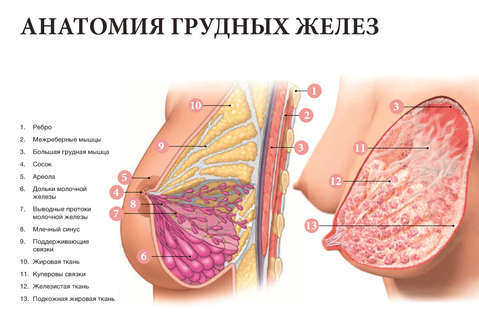 Когда и как отлучать ребенка от груди