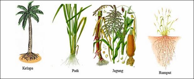 Image result for kartun akar kelapa