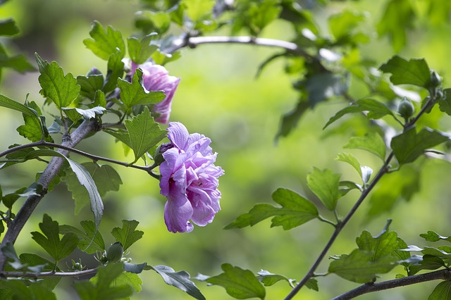 plants name in hindi